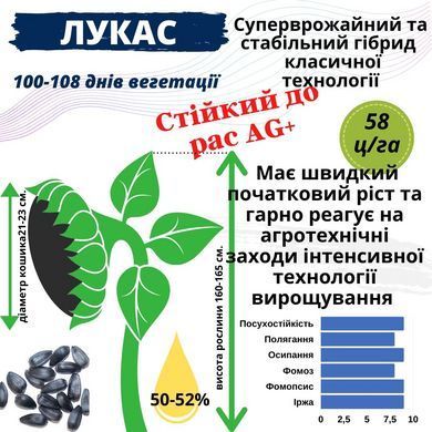 Насіння соняшника гібрид &ndash; ЛУКАС OR 7+ ВИСОКОВРОЖАЙНИЙ, ПОСУХОСТІЙКИЙ, 100-108 дн.
